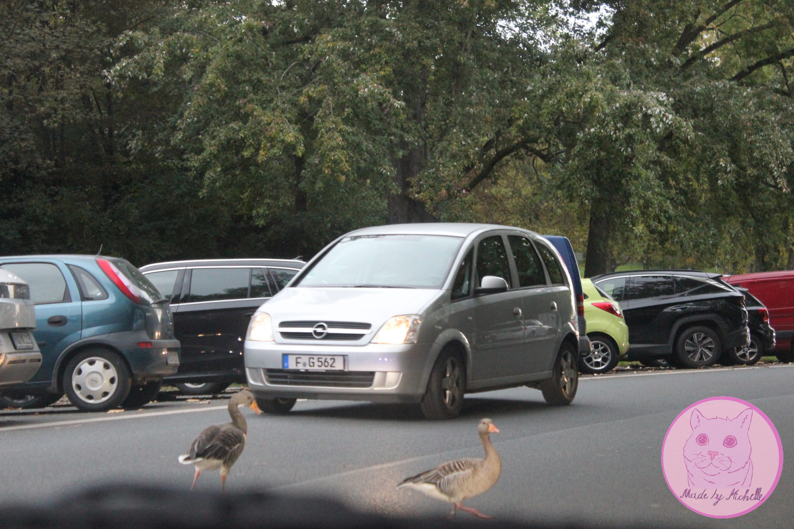 Gänse im Straßenverkehr