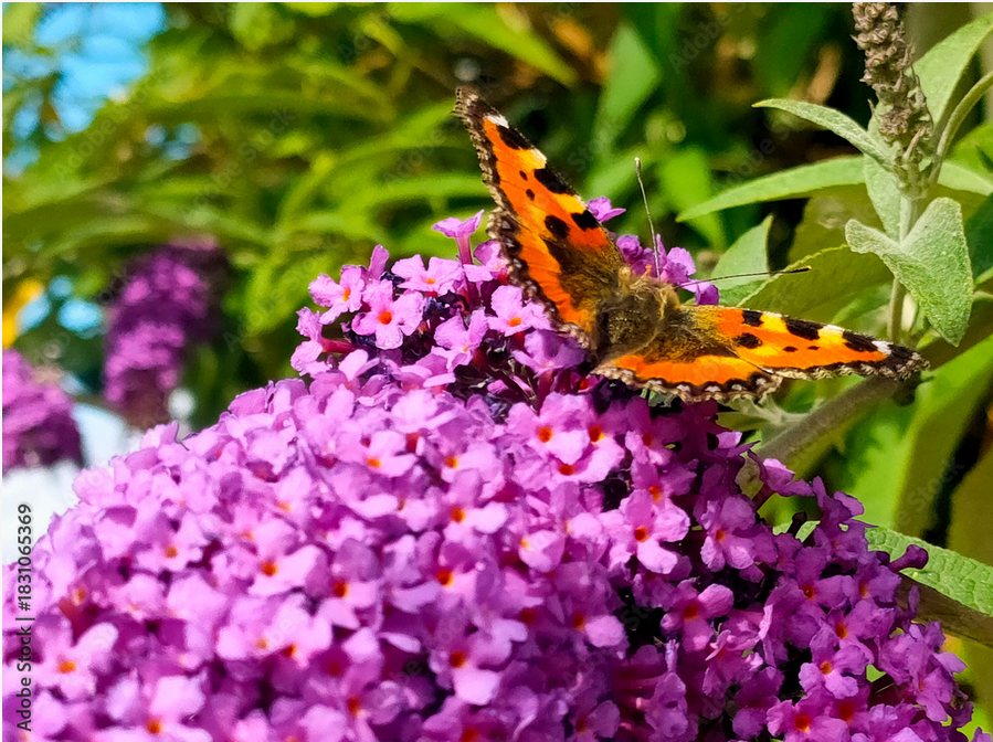 Schmetterling im Flieder
