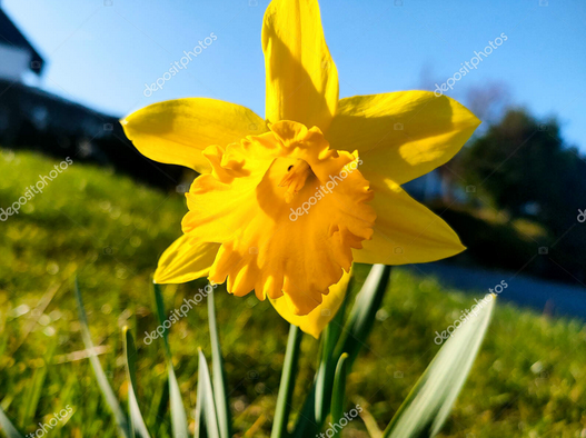 Narzisse