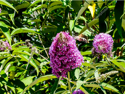 Kolibri-Falkenminiermotte