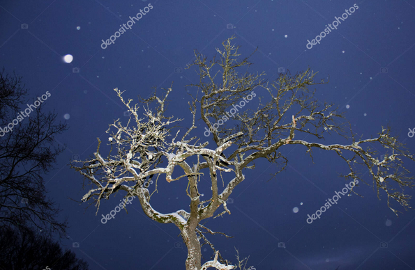 Winternachthimmel mit Schnee