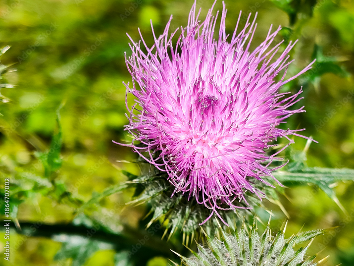 Distelblüte