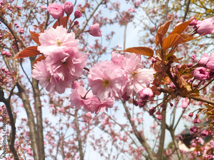 Kirschblüten