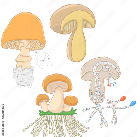 Pilzaufbau Illustration